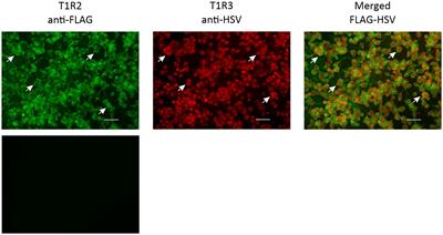 Determination of sweetener specificity of horse gut-expressed sweet taste receptor T1R2-T1R3 and its significance for energy provision and hydration